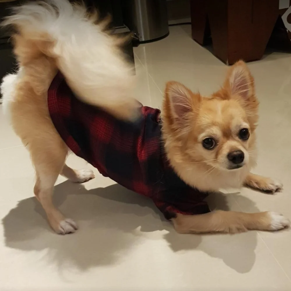 Plaid Dog Puppy Shirt Size XS - Picture 6 of 14